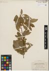 Foto von Salix humilis Marshall